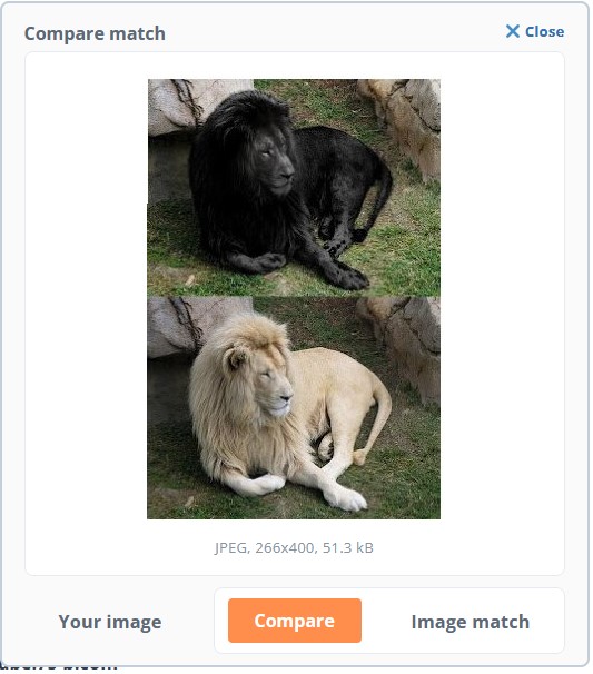 Faire une recherche invers e par images avec Tineye lion compare.jpg